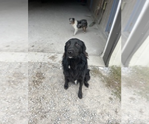 Australian Shepherd-French Brittany Spaniel Mix Dogs for adoption in CENTRALIA, IL, USA