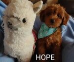 Small Photo #8 Cavachon-Poodle (Miniature) Mix Puppy For Sale in TUCSON, AZ, USA