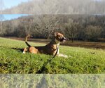 Small #2 Mountain Cur Mix