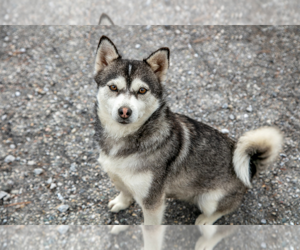 Medium Photo #1 Pomsky Puppy For Sale in HAGERSTOWN, IN, USA