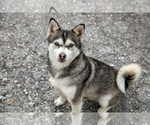 Small Photo #1 Pomsky Puppy For Sale in HAGERSTOWN, IN, USA