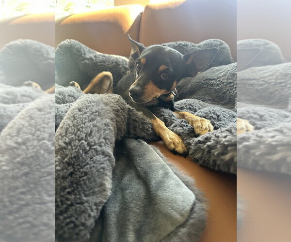 Medium Photo #3 Miniature Pinscher-Unknown Mix Puppy For Sale in Brewster, NY, USA