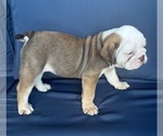Small #11 English Bulldog