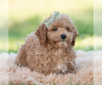 Small Photo #10 Goldendoodle (Miniature) Puppy For Sale in WARSAW, IN, USA