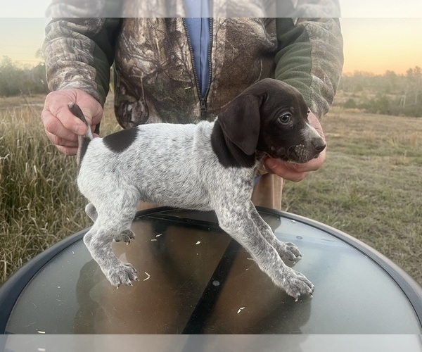 Medium Photo #21 German Shorthaired Pointer Puppy For Sale in LUCEDALE, MS, USA