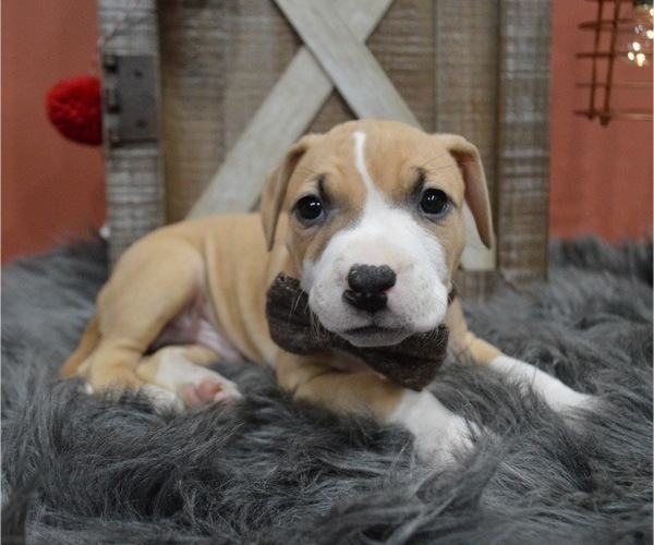 Medium Photo #3 American Pit Bull Terrier Puppy For Sale in HONEY BROOK, PA, USA