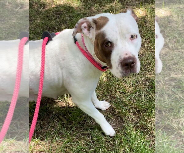 Medium Photo #9 American Staffordshire Terrier-Unknown Mix Puppy For Sale in Holly Springs, NC, USA