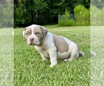 Small #1 American Bully