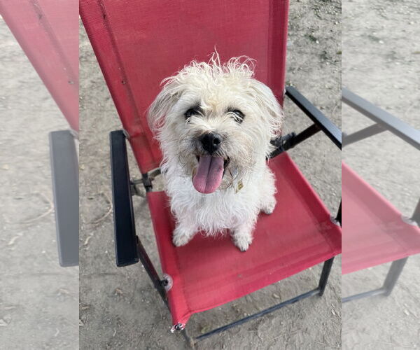 Medium Photo #3 Mutt Puppy For Sale in Seal Beach, CA, USA