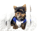 Small Photo #2 Yorkshire Terrier Puppy For Sale in CORAL SPRINGS, FL, USA