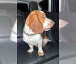 Small #4 Basset Hound
