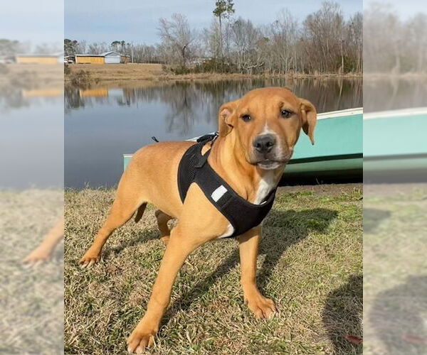 Medium Photo #1 Bulldog-Labrador Retriever Mix Puppy For Sale in Tarrytown, GA, USA