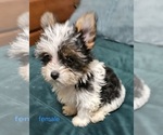 Small #14 Yorkshire Terrier