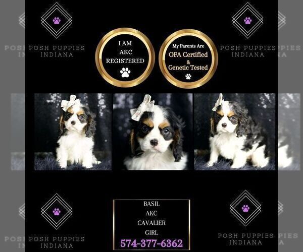 Medium Photo #62 Cavalier King Charles Spaniel Puppy For Sale in WARSAW, IN, USA
