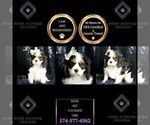Small Photo #62 Cavalier King Charles Spaniel Puppy For Sale in WARSAW, IN, USA
