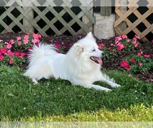 Miniature American Eskimo Puppy for sale in DOWNING, MO, USA