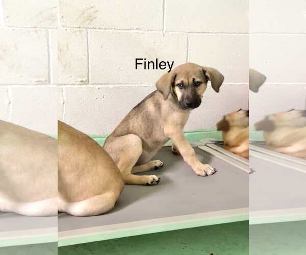 Medium Photo #2 Anatolian Shepherd-Rhodesian Ridgeback Mix Puppy For Sale in Higley, AZ, USA