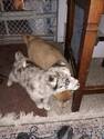 Small Photo #5 Pomsky Puppy For Sale in DETROIT, MI, USA