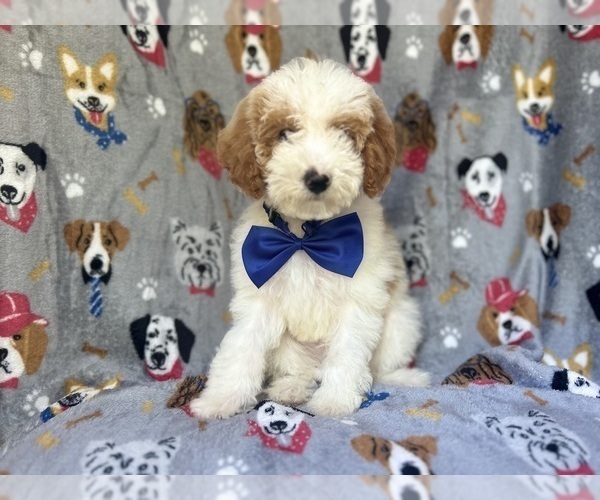 Medium Photo #6 Cavapoo Puppy For Sale in LAKELAND, FL, USA