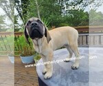 Small #11 Mastiff