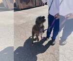 Small #3 Mutt