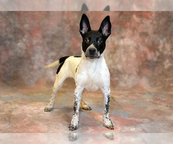 Medium Photo #1 Mutt Puppy For Sale in West Valley, UT, USA