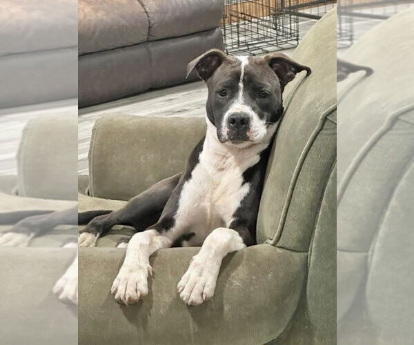 Medium Photo #40 American Pit Bull Terrier-Beagle Mix Puppy For Sale in Brewster, NY, USA