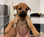 Small #1 Spaniel Mix