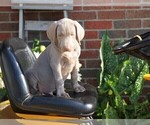 Small Photo #1 Weimaraner Puppy For Sale in FREDERICKSBG, OH, USA