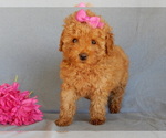 Small Photo #5 Goldendoodle (Miniature) Puppy For Sale in MILLERSBURG, OH, USA