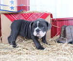 Small Photo #2 Bulldog Puppy For Sale in SHILOH, OH, USA