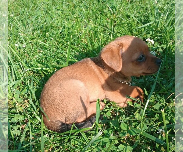 Medium Photo #2 Chorkie Puppy For Sale in DAYTON, OH, USA