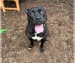 Small #2 American Pit Bull Terrier