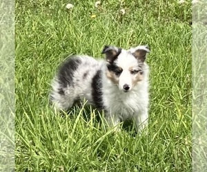 Shetland Sheepdog Puppy for sale in FORT MORGAN, CO, USA
