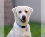 Small #6 Labrador Retriever Mix