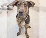 Small #1 Catahoula Leopard Dog