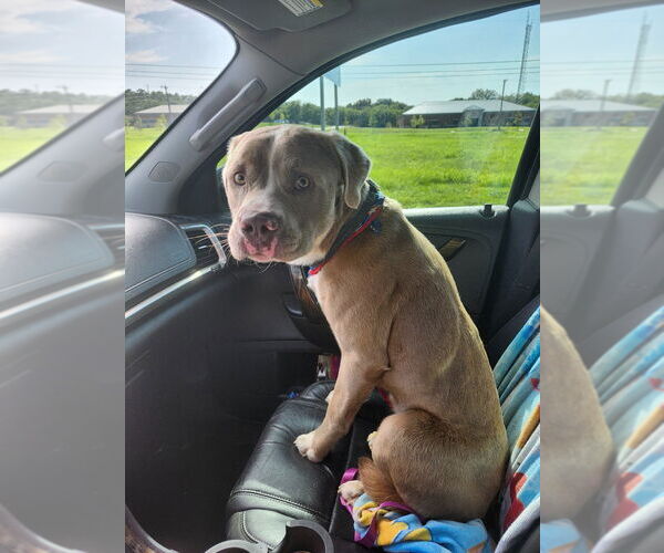 Medium Photo #4 American Pit Bull Terrier-Australian Shepherd Mix Puppy For Sale in Claremore, OK, USA