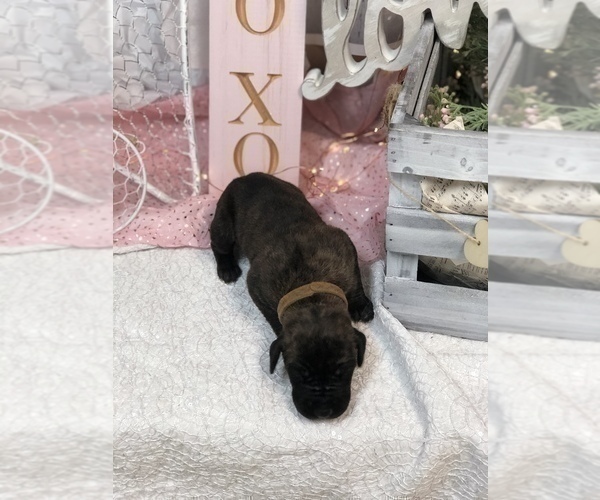 Medium Photo #10 Great Dane Puppy For Sale in GREENBRIER, TN, USA