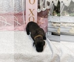 Small Photo #10 Great Dane Puppy For Sale in GREENBRIER, TN, USA