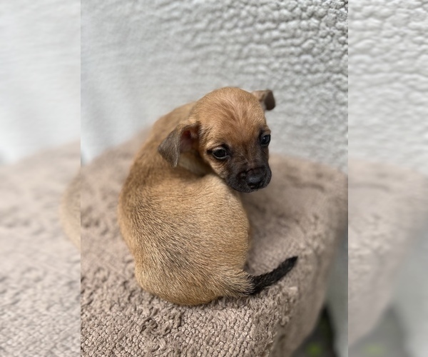 Medium Photo #11 Chiweenie-Jack Russell Terrier Mix Puppy For Sale in SAINT AUGUSTINE, FL, USA