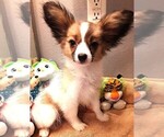 Small #5 Papillon