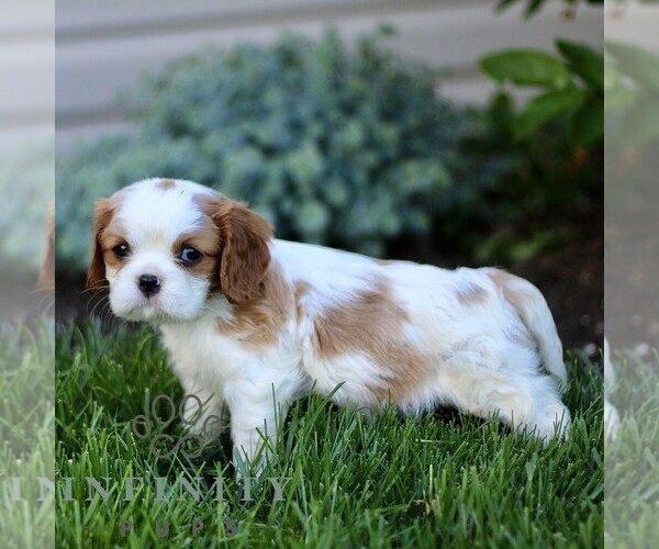 Medium Photo #3 Cavalier King Charles Spaniel Puppy For Sale in CHRISTIANA, PA, USA
