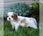 Small #2 Cavalier King Charles Spaniel