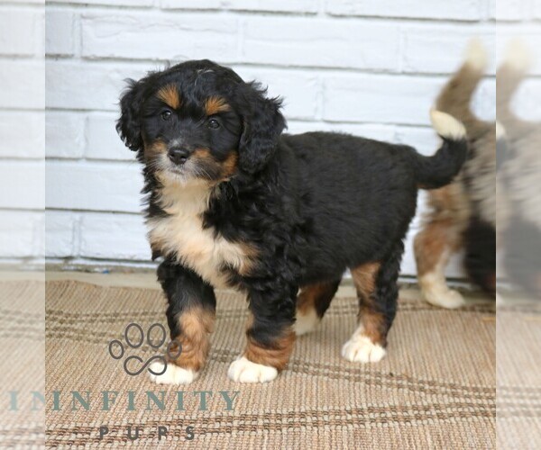 Medium Photo #1 Bernedoodle (Miniature) Puppy For Sale in NARVON, PA, USA