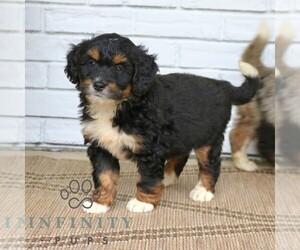 Bernedoodle (Miniature) Puppy for sale in NARVON, PA, USA
