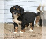 Small Bernedoodle (Miniature)