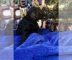 Small Photo #45 Goldendoodle Puppy For Sale in DYERSBURG, TN, USA