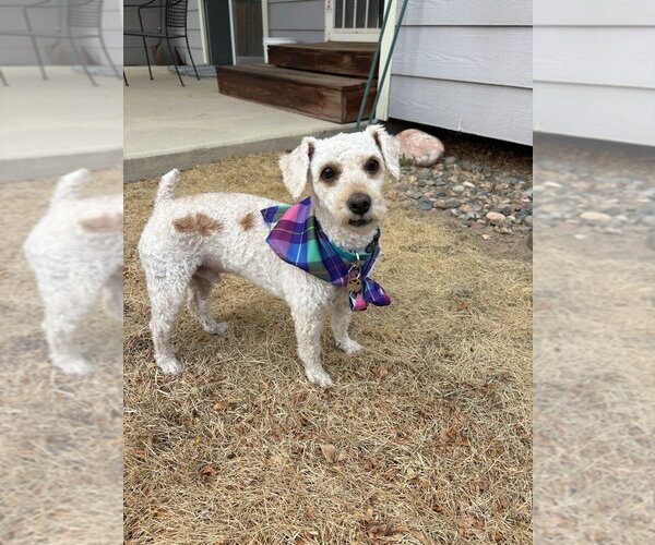Medium Photo #1 Bichon Frise-Unknown Mix Puppy For Sale in Fort Collins, CO, USA