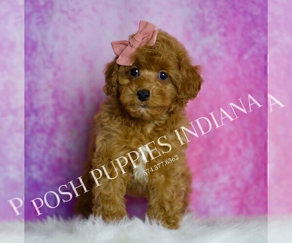 Medium Photo #36 Poodle (Miniature) Puppy For Sale in WARSAW, IN, USA