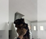 Small #1 Yorkshire Terrier